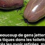 Le Bonheur Dans Une Assiette : Recette Détaillée de Pain au Fromage Délicieux