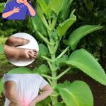 Mettez deux gouttes dans votre oreille et vous entendrez comme avant. Retrouvez votre audition.