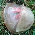 Il s’agit d’un véritable « thé de Dieu », car il traite l’arthrite, le lupus, les étourdissements, les problèmes de thyroïde et la fatigue chronique