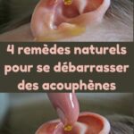 Kalanchoe : le trésor vert qui apaise et renforce votre santé