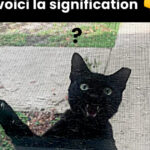 “La Bonne Méthode pour Utiliser un Bloc WC : Ne Faites Plus l’Erreur Courante !”