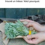 👇👇Après un excès d’alcool, découvrez le temps👇👇 nécessaire à votre foie pour retrouver son équilibre