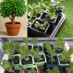 Mise à la terre avec les arbres : comment la mise à la terre pieds nus et l’énergie des arbres peuvent rétablir l’équilibre