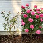 Décès Tragique de Charline Leray : Miss Bretagne 2006 s’éteint à 39 ans