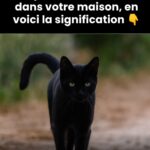 Une posture ancestrale pour libérer vos jambes et détendre votre esprit en un clin d’œil