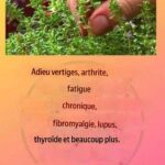 Ce matin, je suis sortie dans le jardin – juste pour arroser les fleurs et vérifier si les chats n’avaient pas encore fait leurs besoins, comme ils le font souvent. Mais dès que j’ai ouvert le portail, une odeur horrible m’a envahie. Si forte que ma poitrine s’est serrée et que j’ai senti un goût métallique dans la bouche.