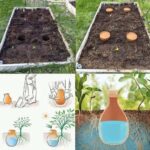 Taille du Kiwi (Actinidia) : Quand et Comment Tailler pour une Récolte Abondante ?