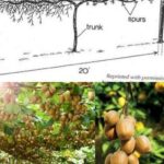 Ollas: Une Sagesse Ancienne Pour Une Irrigation Efficace