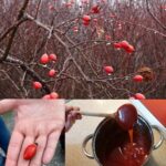 Taille du Kiwi (Actinidia) : Quand et Comment Tailler pour une Récolte Abondante ?