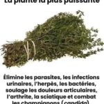 Vieilles éponges, ne les jetez pas : « elles valent de l’or » | Je les utilise toujours comme ça dans le jardin