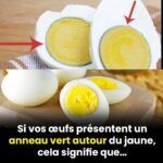 Vieilles éponges, ne les jetez pas : « elles valent de l’or » | Je les utilise toujours comme ça dans le jardin