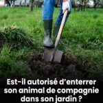 Ne les jetez plus. Faites bouillir des coquilles d’œufs et dites adieu à… Voir plus