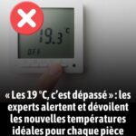 Pourquoi les Pointes des Plantes Araignées Brunissent-elles ?