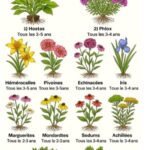 Très bonne question  — faire fuir les taupes sans les blesser est tout à fait possible ! Voici les méthodes naturelles et efficaces (testées et recommandées par les jardiniers) 