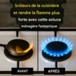 Les araignées de maison sont-elles dangereuses ? Pourquoi il ne faut pas les tuer